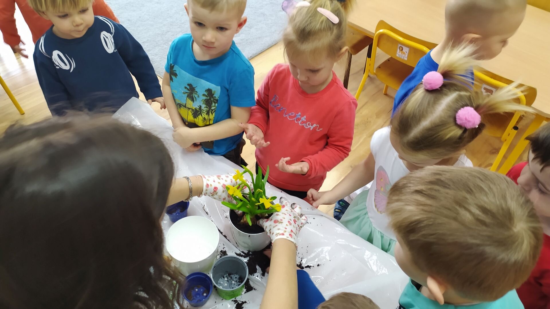 Sadzenie cebulek wiosennych kwiatów (6)