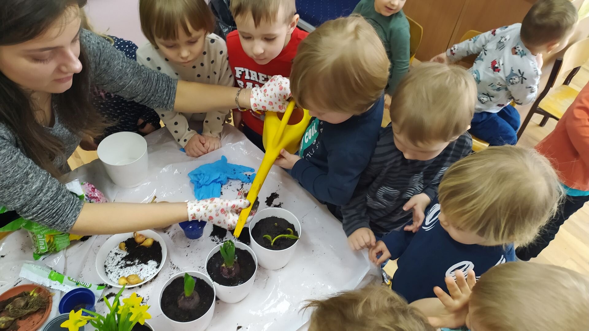 Sadzenie cebulek wiosennych kwiatów (7)