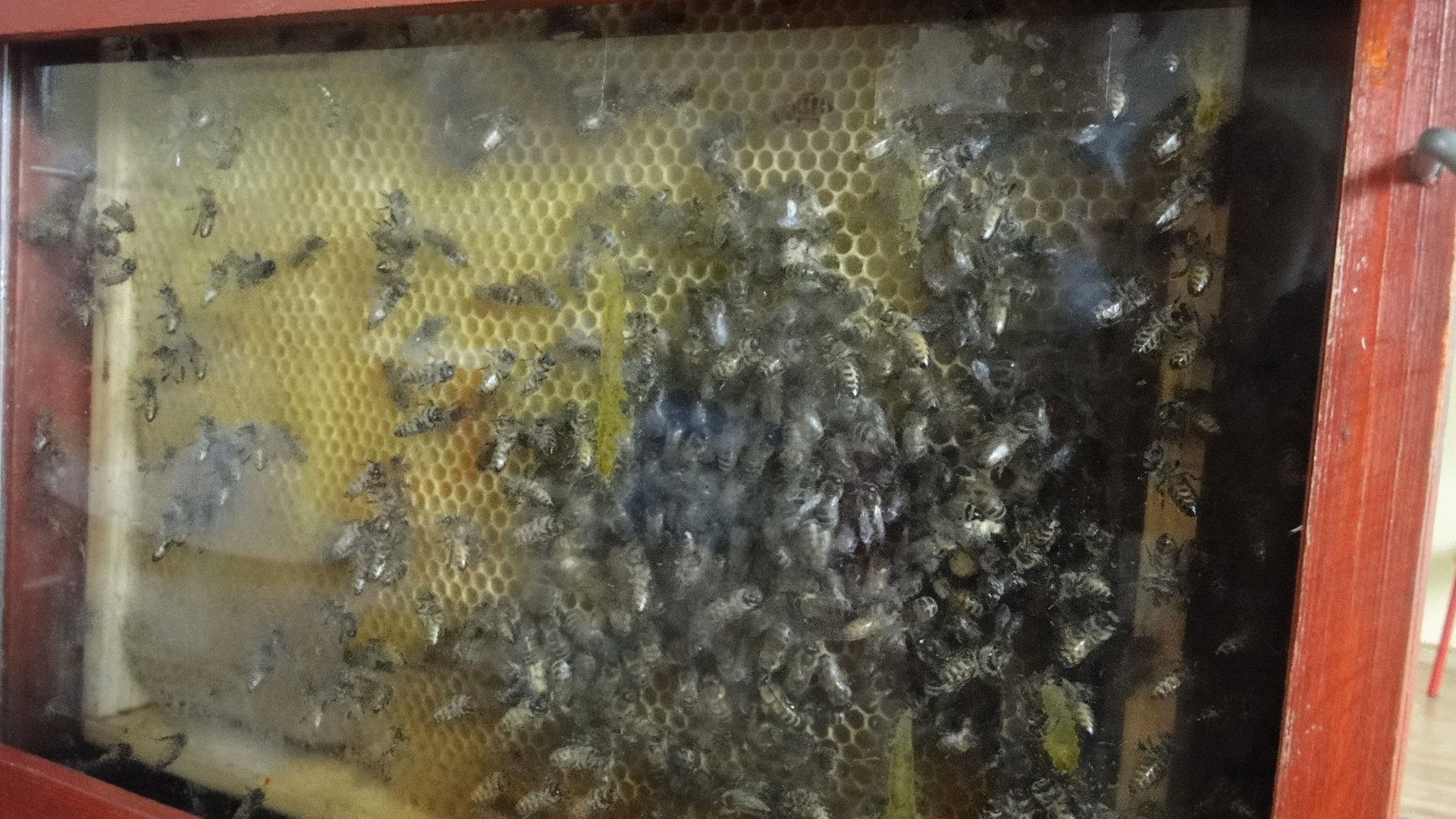 Warsztaty pszczelarskie 27