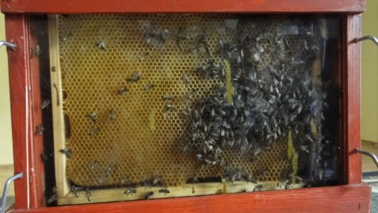 Warsztaty pszczelarskie 31